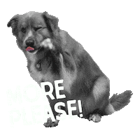 Pet Food Please Sticker by Stella and Chewy's