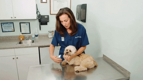 jordannikolov412d58458e5e480e8c2427b3e0e78ac8 giphyupload GIF