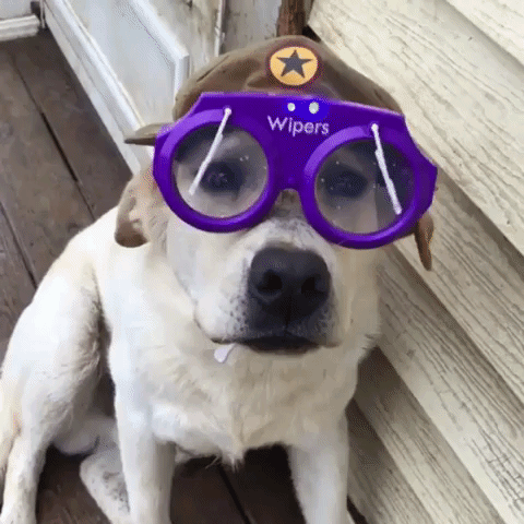 dog glasses GIF by agconti