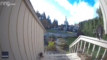 Fearless Pet Cat Chases Invading Animal From Portland Home