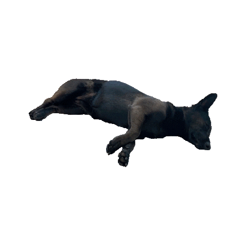 DigitalCounselNYC giphyupload desertdreamscape farahalqasimi digitalcommission Sticker