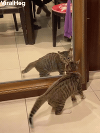Curious Kitten Discovers Reflection