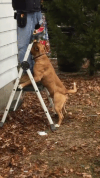 dog friends GIF