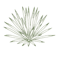 Mezcal Agave Sticker by Santa Sabia Media