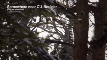 snow winter GIF by CUBoulder