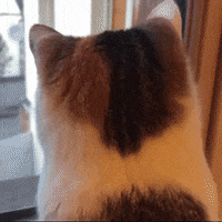 cat friend GIF