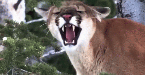 Cougar GIF by memecandy