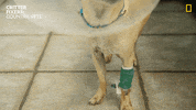National Geographic Vet GIF by Nat Geo Wild