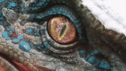 jurassic park dinosaur GIF by visitorlando