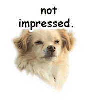 ohangeltears dog puppy doggo south Sticker