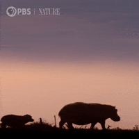 Sunset Africa GIF by Nature on PBS