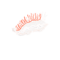 peachbabystudio animal ocean peachbaby nudibranch Sticker