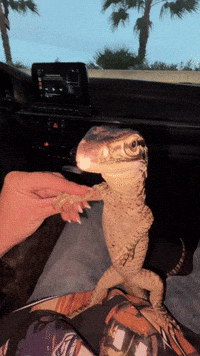 Monitor Lizard Venus GIF