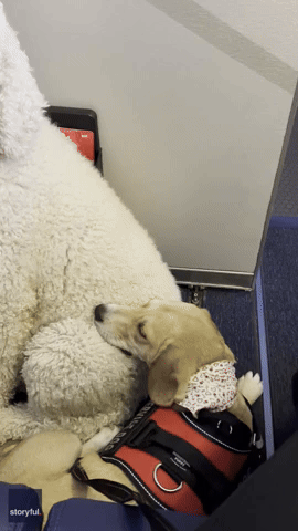 Nervous Dog Snuggles Up to New Pooch on Flight