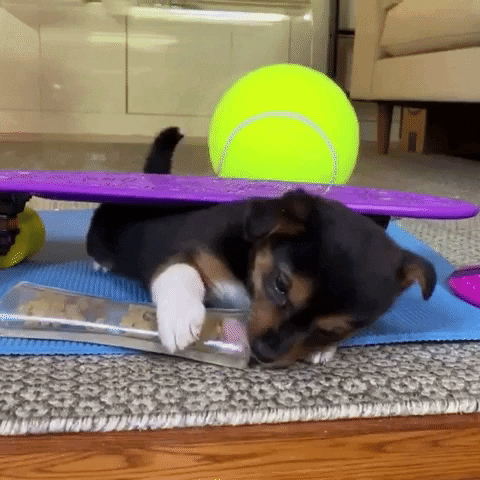 PupToys giphygifmaker GIF