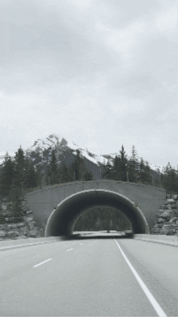 travelchicks  GIF