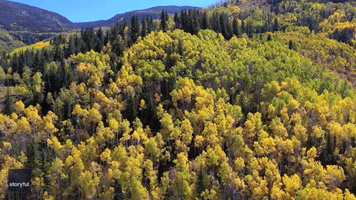 Golden Fall Colors Begin to Spread in Colorado Foliage