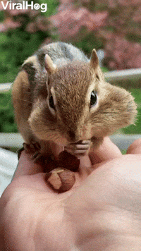 Backyard Chipmunk Eats from the Hand