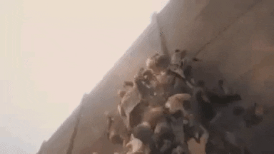 MaximusInvictus giphyupload GIF