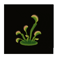 Illustration Flower Sticker