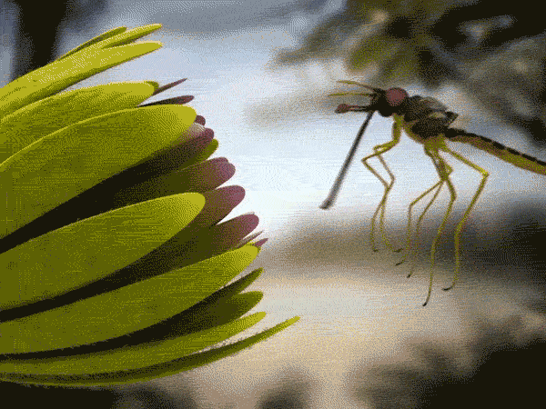 insect GIF