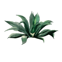 Agave Mezcalconvite Sticker by Convite Mezcal