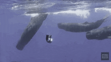 NHMLAC nature ocean history museum GIF