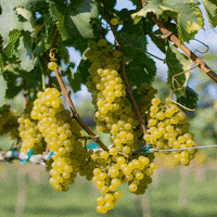 wine whitewine GIF by Williamsburg Winery