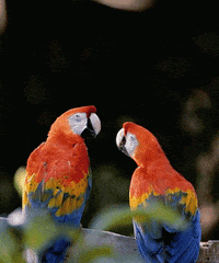 hug GIF