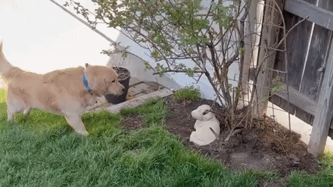cuteanimalland giphyupload GIF