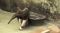 Animals From Around the World Celebrate International Bath Day at Chicago Zoo