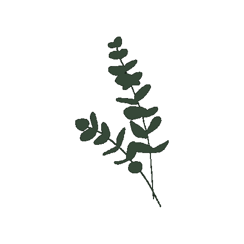 baumspatz giphyupload eucalyptus baumspatz Sticker