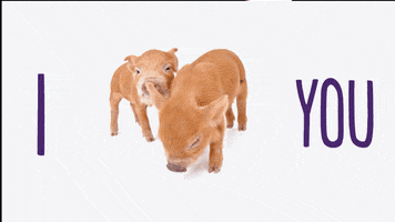 I Love You Pigs GIF by TELUS