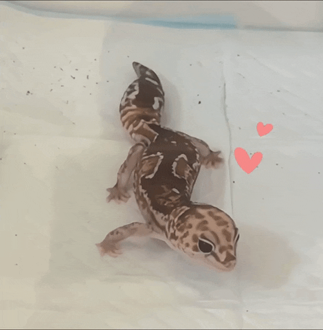 Happy Reptile GIF