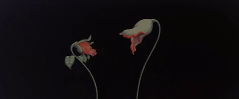 flowers emptyspaces GIF