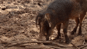 Atlanta Atl GIF by ZooATL