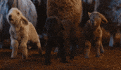 Angst Schafe GIF by Sony Pictures Germany