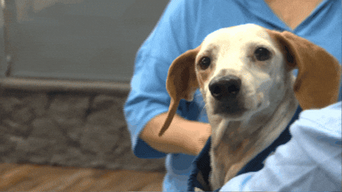 spencernews giphygifmaker dog adopt casper GIF