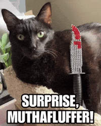 Black Cat Dexter GIF