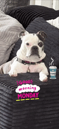 Boston Terrier Monday GIF by Cirokstarr