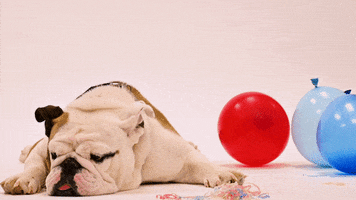 louisianatech dog tired sleepy exhausted GIF