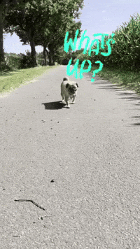Dog Run GIF
