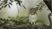 Owl GIF