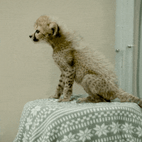 happy baby animals GIF by San Diego Zoo