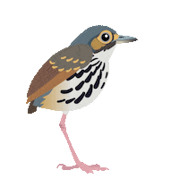 Bird Colombia Sticker