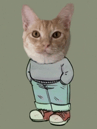 Funny Cat GIF