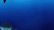 Discovery Greatwhitekillzone GIF by Shark Week