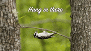 Hang In There Woodpecker GIF by U.S. Fish and Wildlife Service