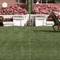 Hong Kong Hk GIF by World Horse Racing