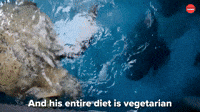 Vegetarian